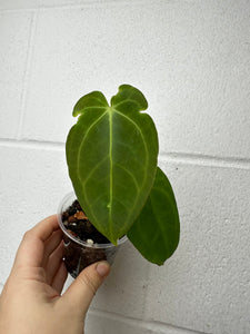 B16-0494- anthurium mag verde