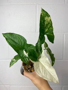 B92-0152- Syngonium albo