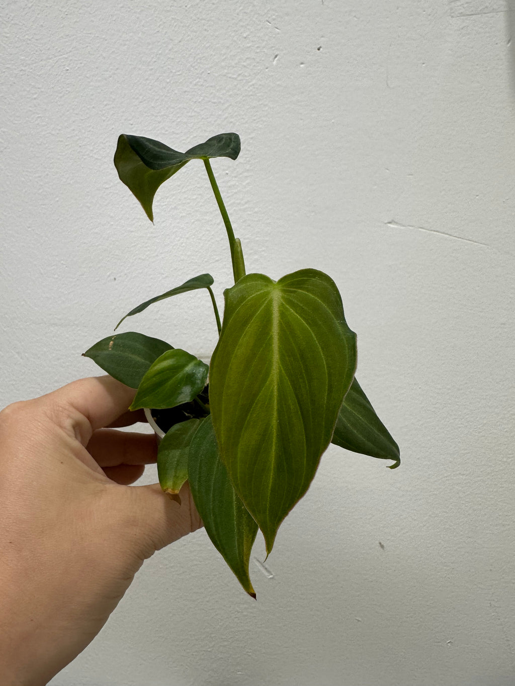 B62-3796- philodendron Glorious