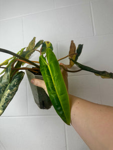 B53-0624- philodendron billietiae variegated