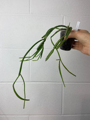 B93-0120- Rhipsalis micrantha