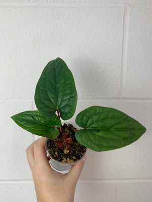 B40-0333- Anthurium radicans x luxurians