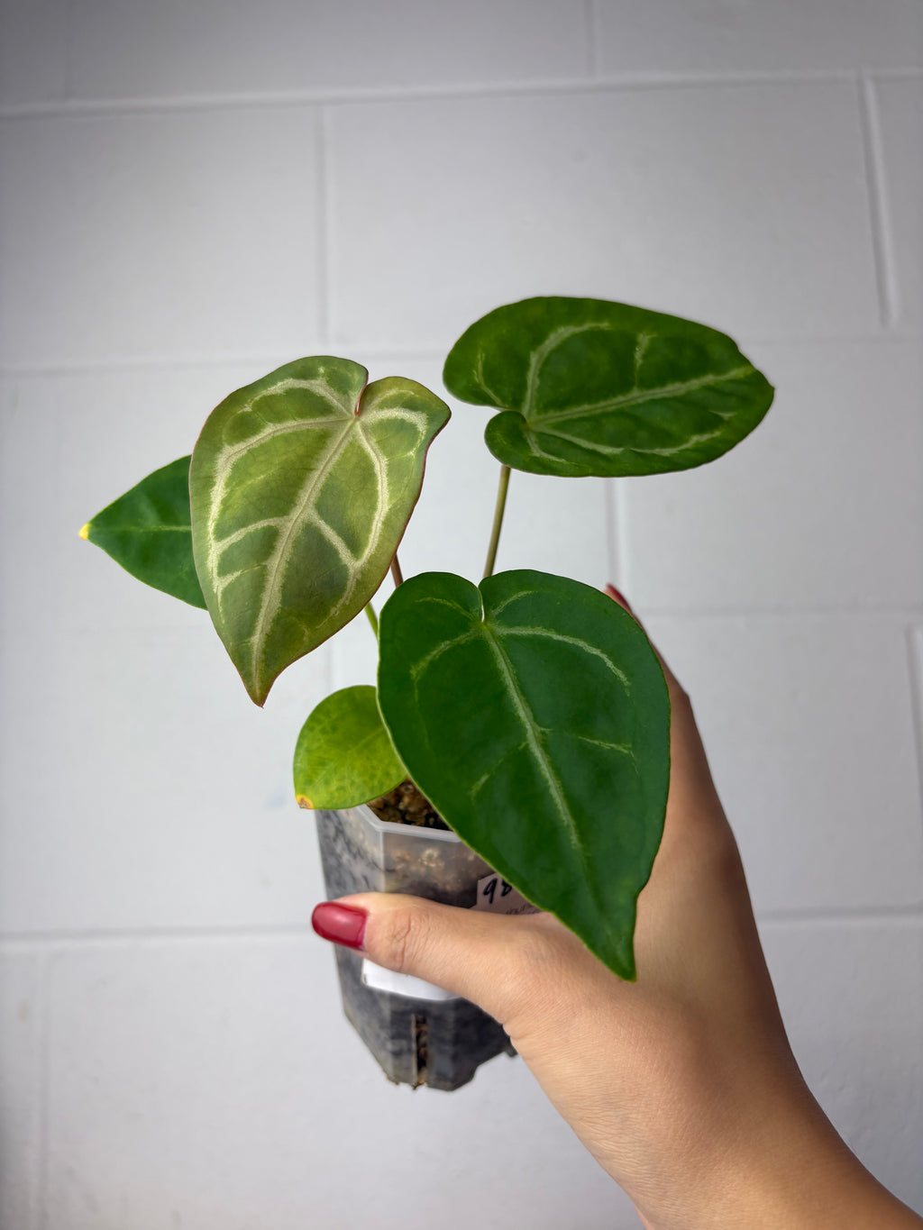 B40-9842- anthurium forgetii x SKG silver