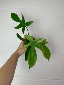 B80- 3923- philodendron Florida ghost