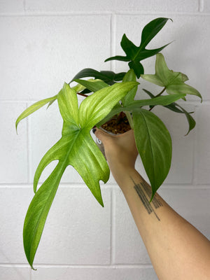 B80-3930- Philodendron Florida ghost