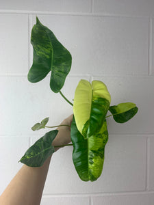 B43-0375- Philodendron Burle Marx variegated