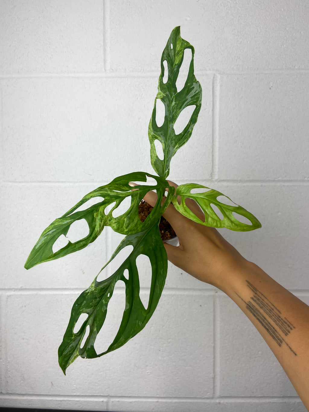 B16-9519- monstera adansonii indo mint