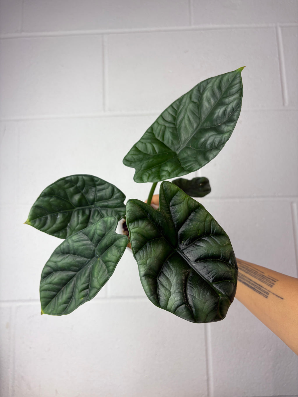 B52-1151- alocasia sinuata