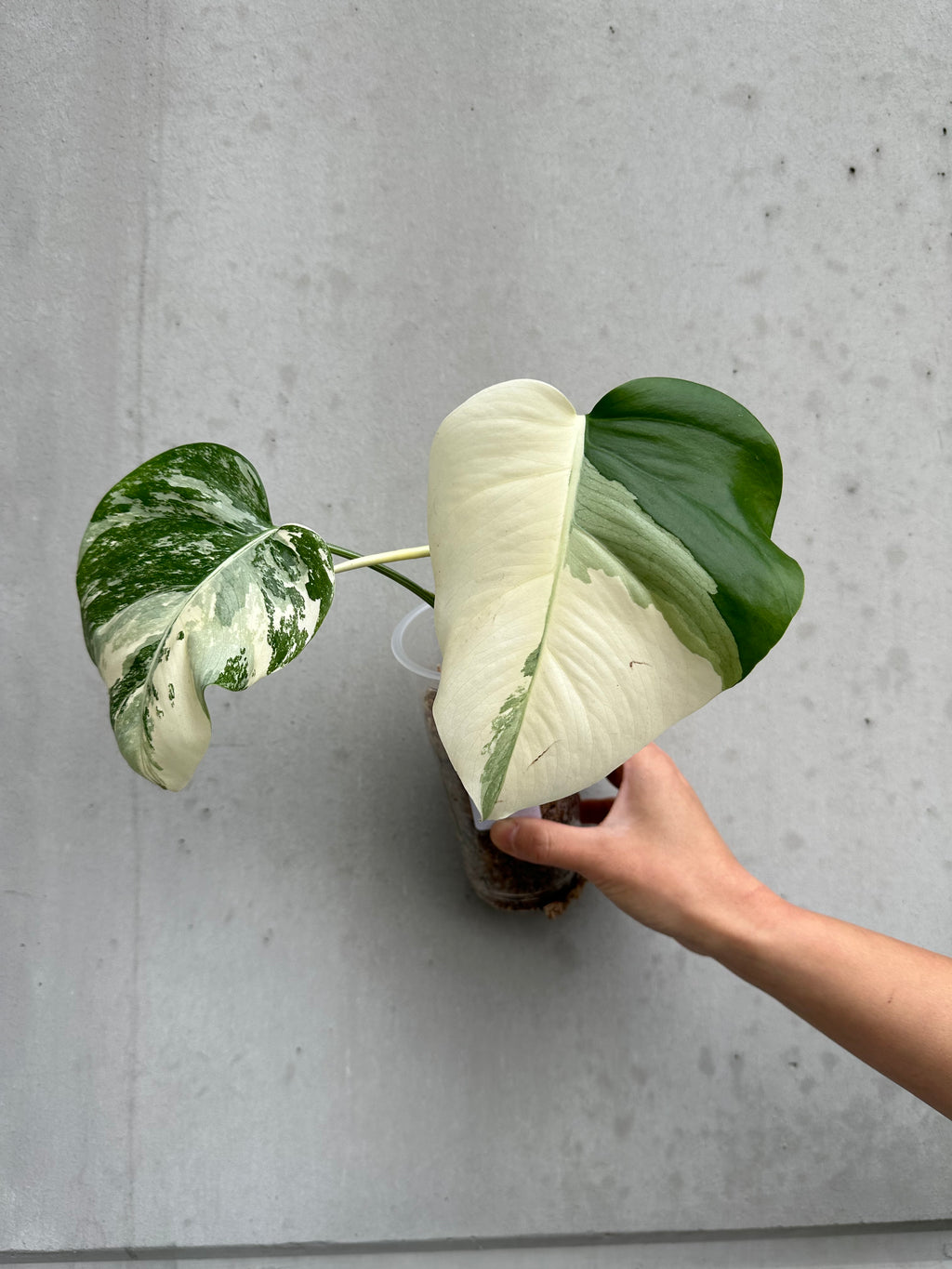 Monstera deliciosa var borsigiana albo - 7 (B4)