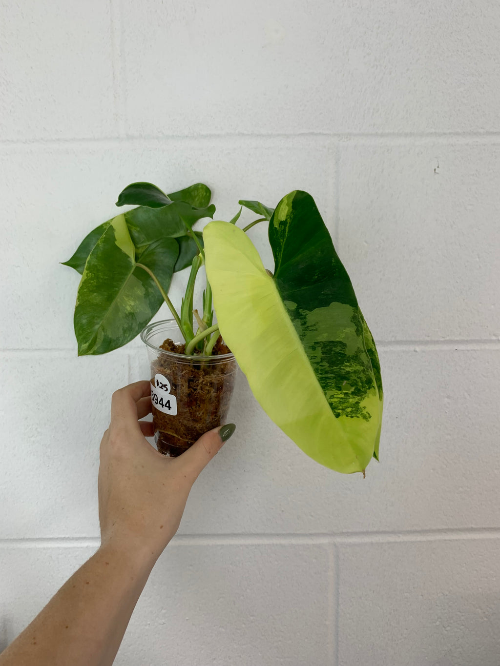 B81- 3944- philodendron Burle Marx variegated