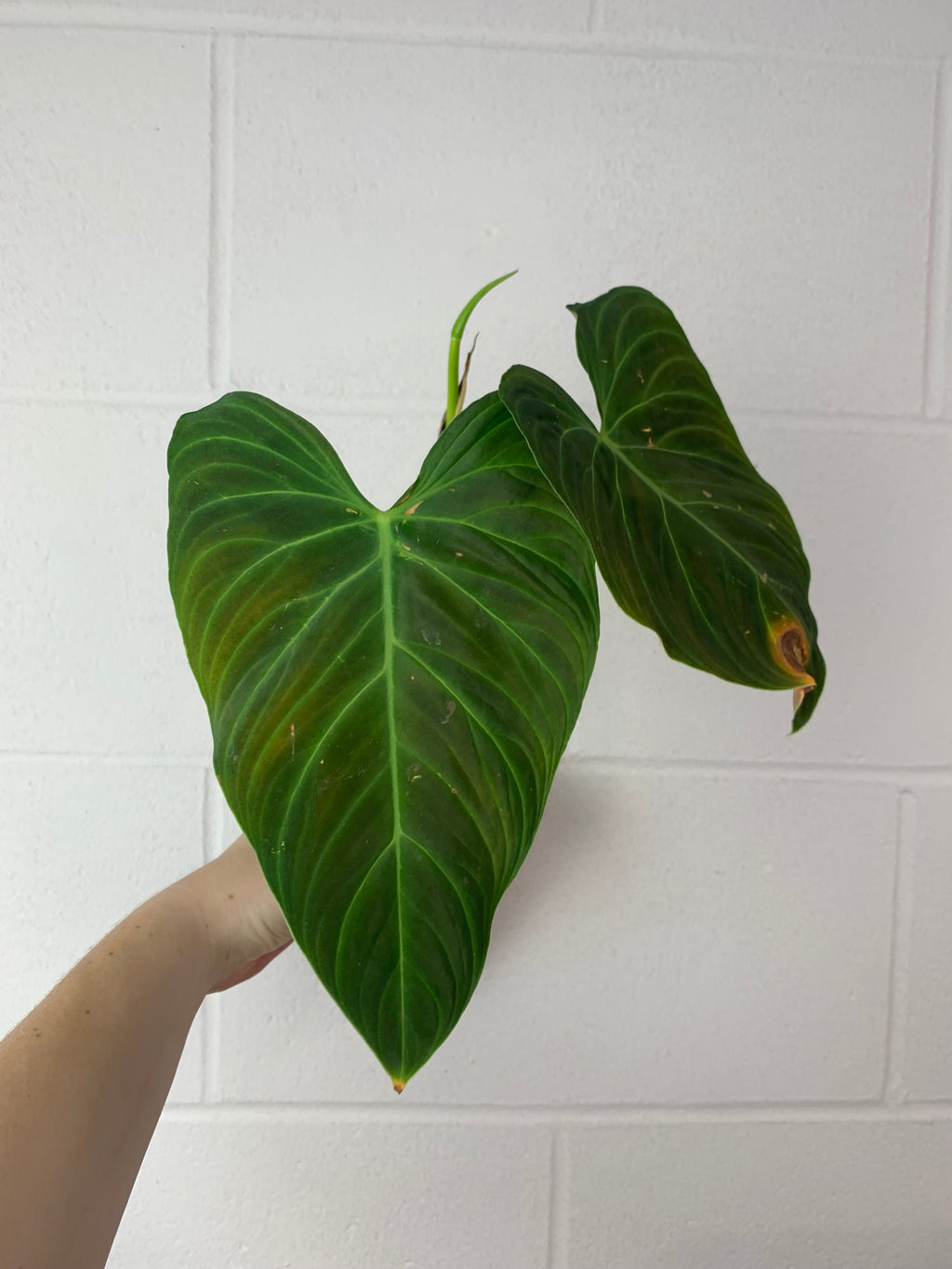 B37-0276- philodendron splendid