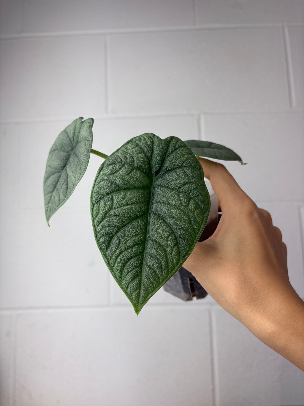 B38-1194-alocasia melo