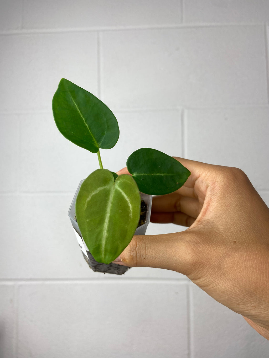 B7-9461- anthurium forgetii x SKG silver