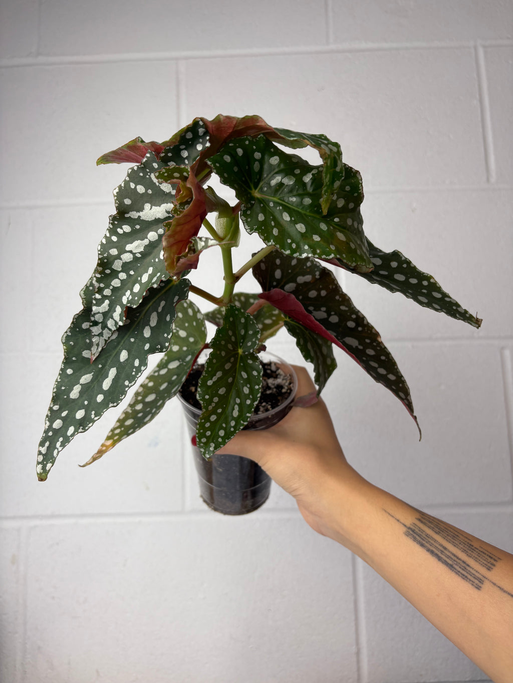 B45-9686- begonia maculata