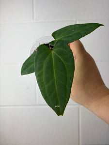 B61-1286-anthurium regale dark x papillilaminum GY