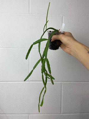 B93-0121- Rhipsalis micrantha