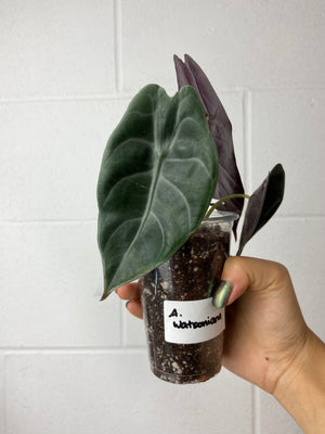 B85-9021- alocasia watsoniana