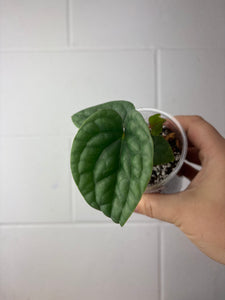 B62-1307- anthurium luxurians platinum