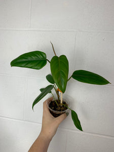 B78-3706- philodendron mexicanum