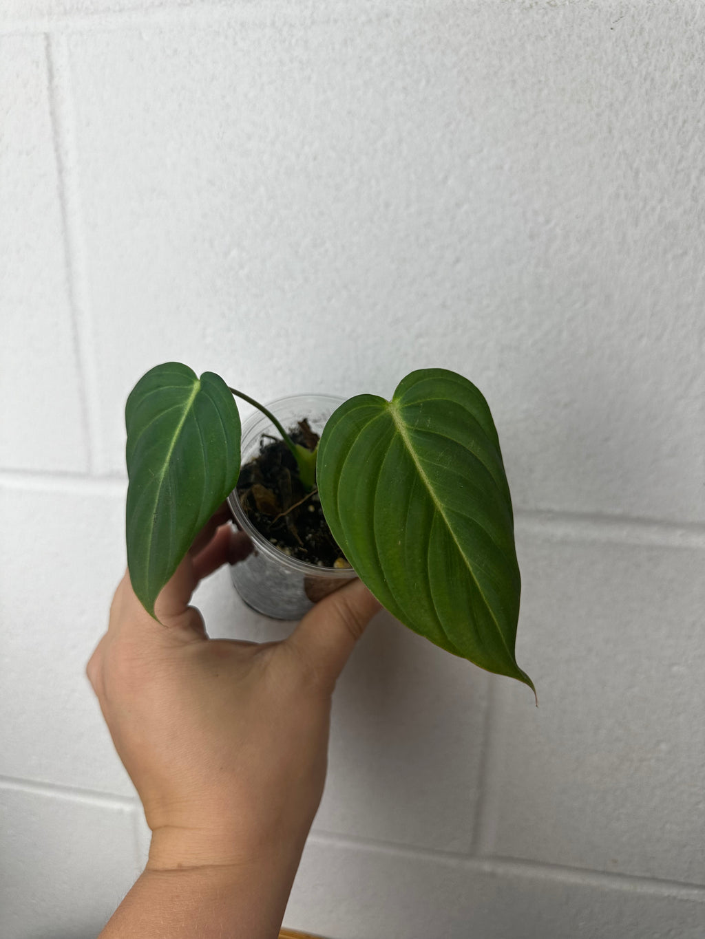 B63-3687-philodendron glorious