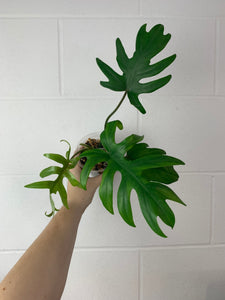 FS-5002- Philodendron mayoi