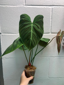 B34-4147-philodendron el Choco red