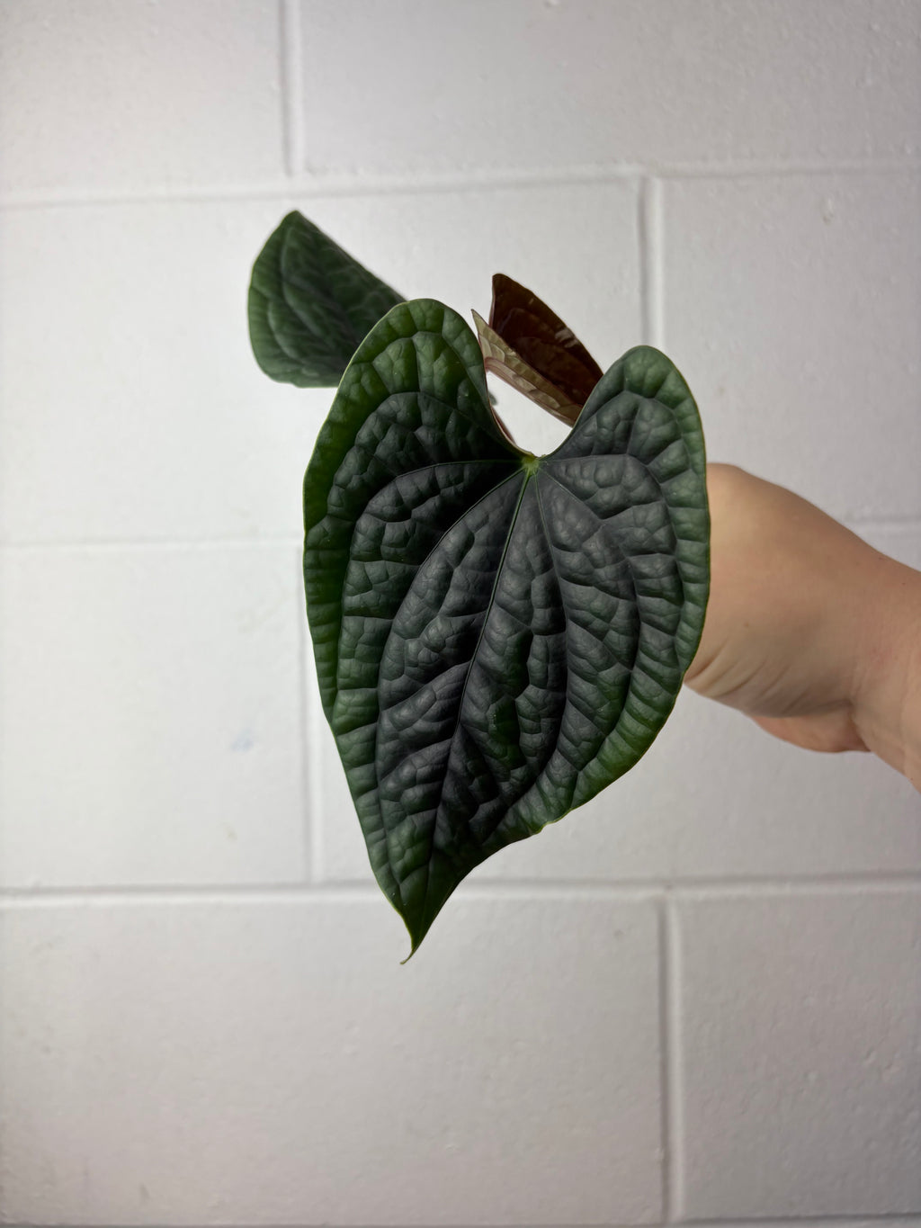 B61-1299- anthurium luxurians