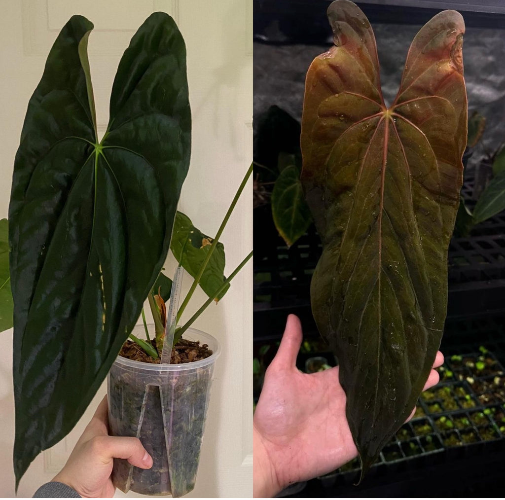 B59-6349- anthurium  tezula Papi ‘40’ x JV (rlxfs)
