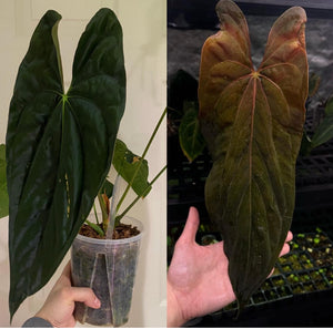 B59-6349- anthurium  tezula Papi ‘40’ x JV (rlxfs)