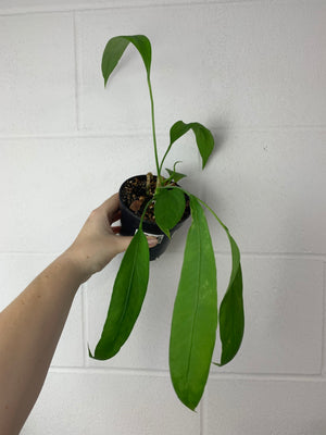 B1-0205- anthurium Vittarifolium