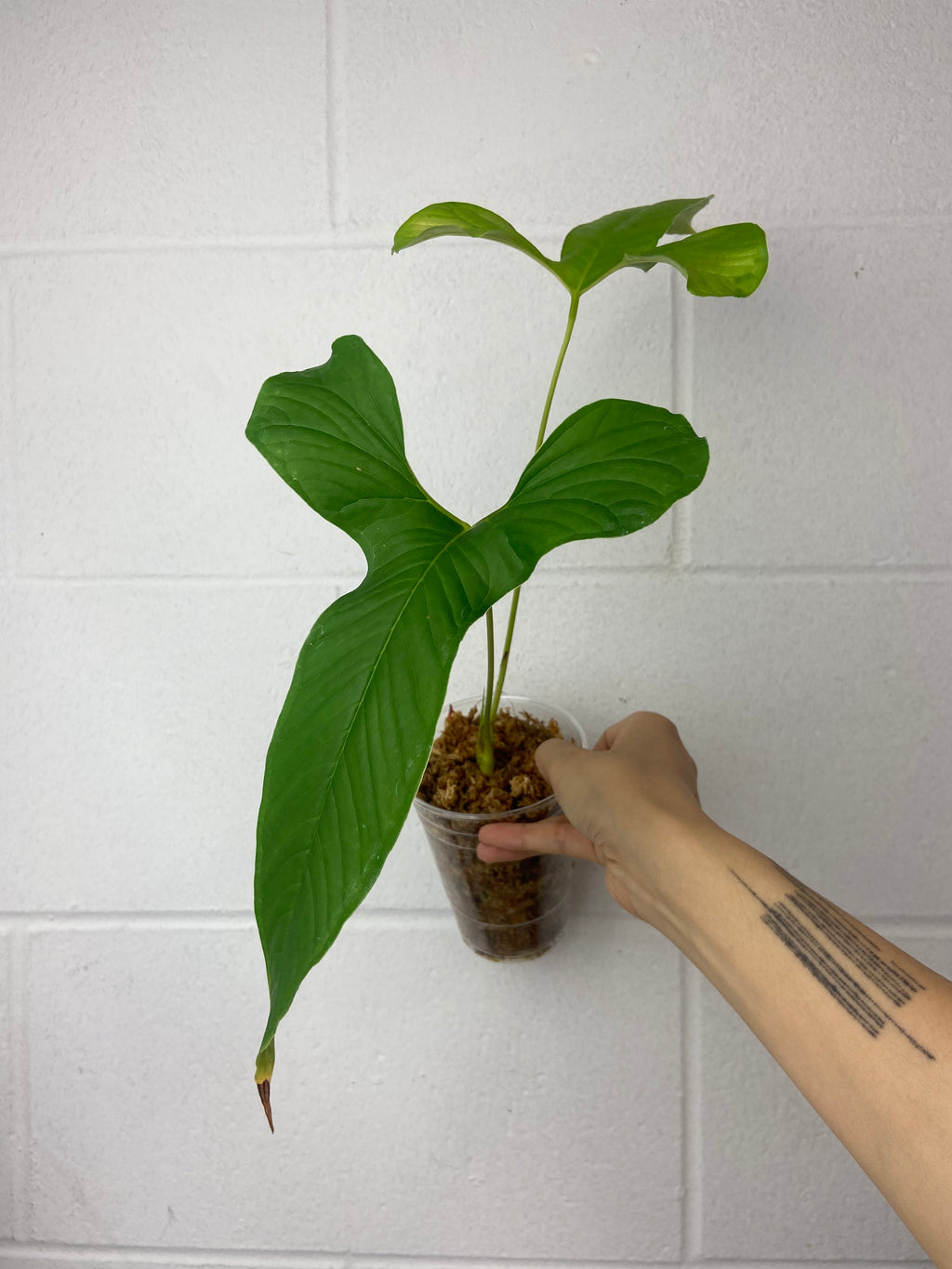 B60-6367- anthurium draconopterum