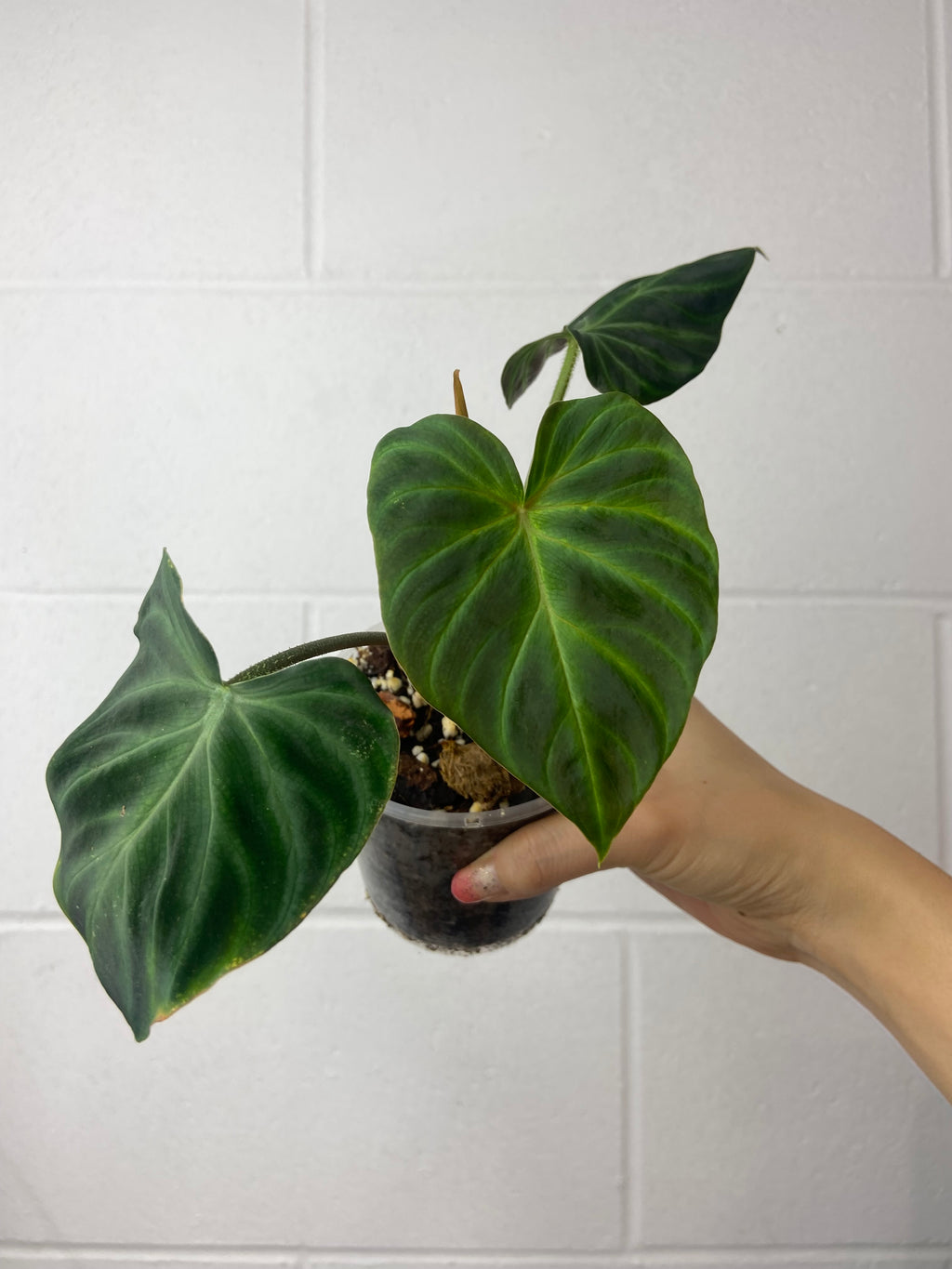 B87- 1020- philodendron verrucosum