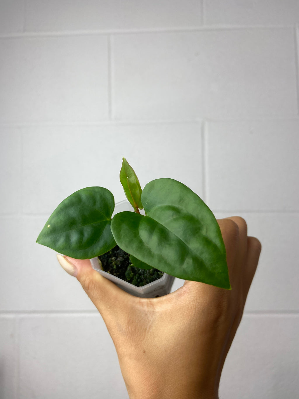 B7-9454- anthurium (magnificum x Gigi) x luxurians