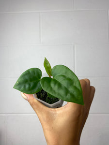 B7-9454- anthurium (magnificum x Gigi) x luxurians
