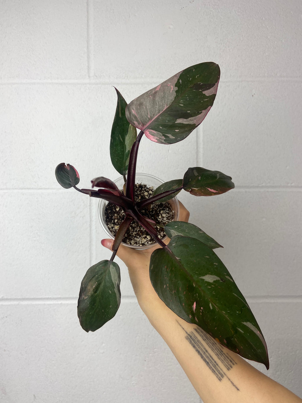 B55-6288- philodendron pink princess