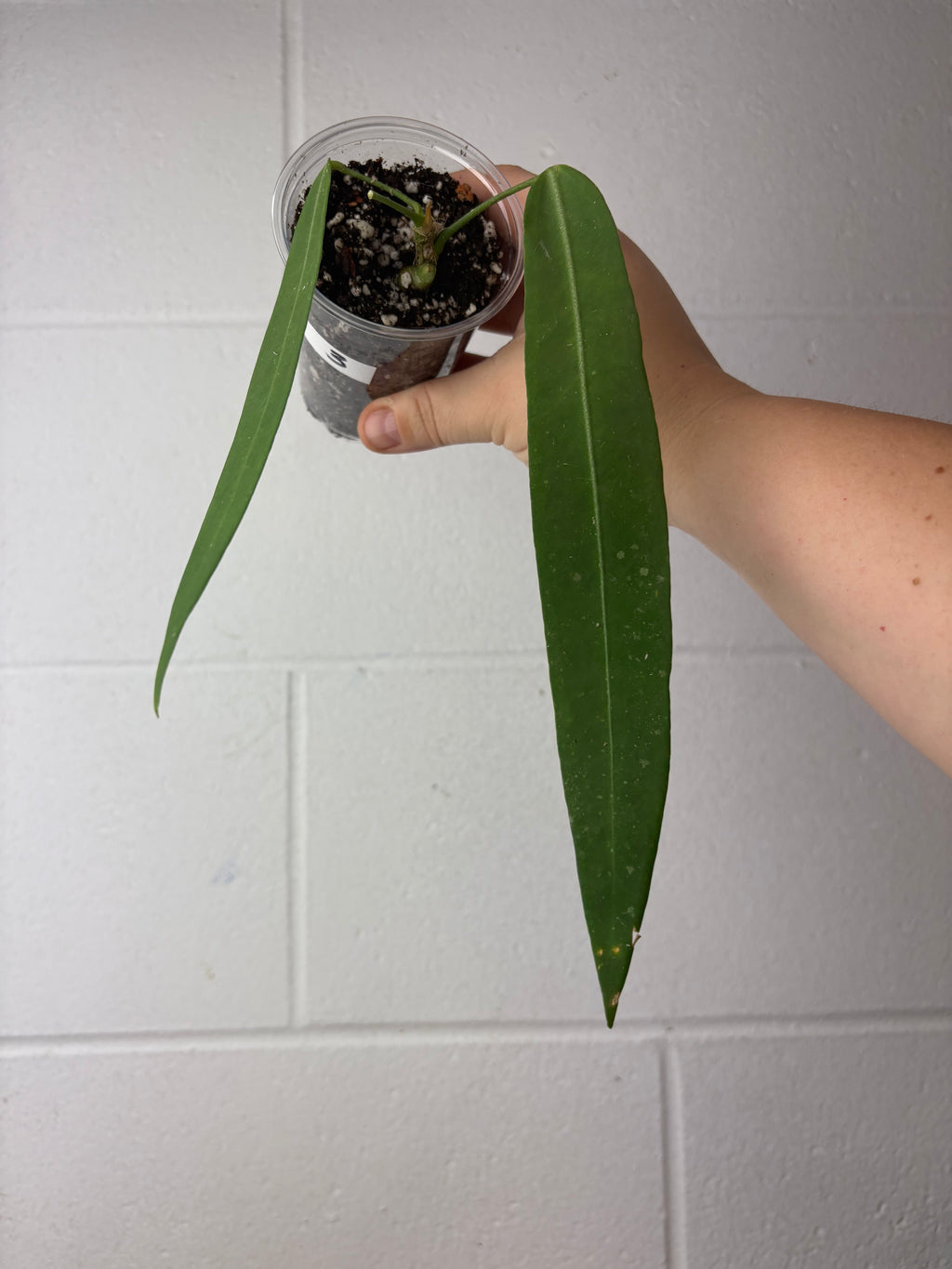 B63-1342- anthurium pallidiflorum