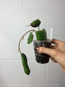 B92-0103-Hoya imbricata