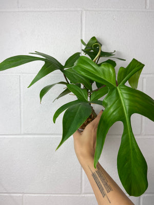 B80-3924- Philodendron Florida ghost