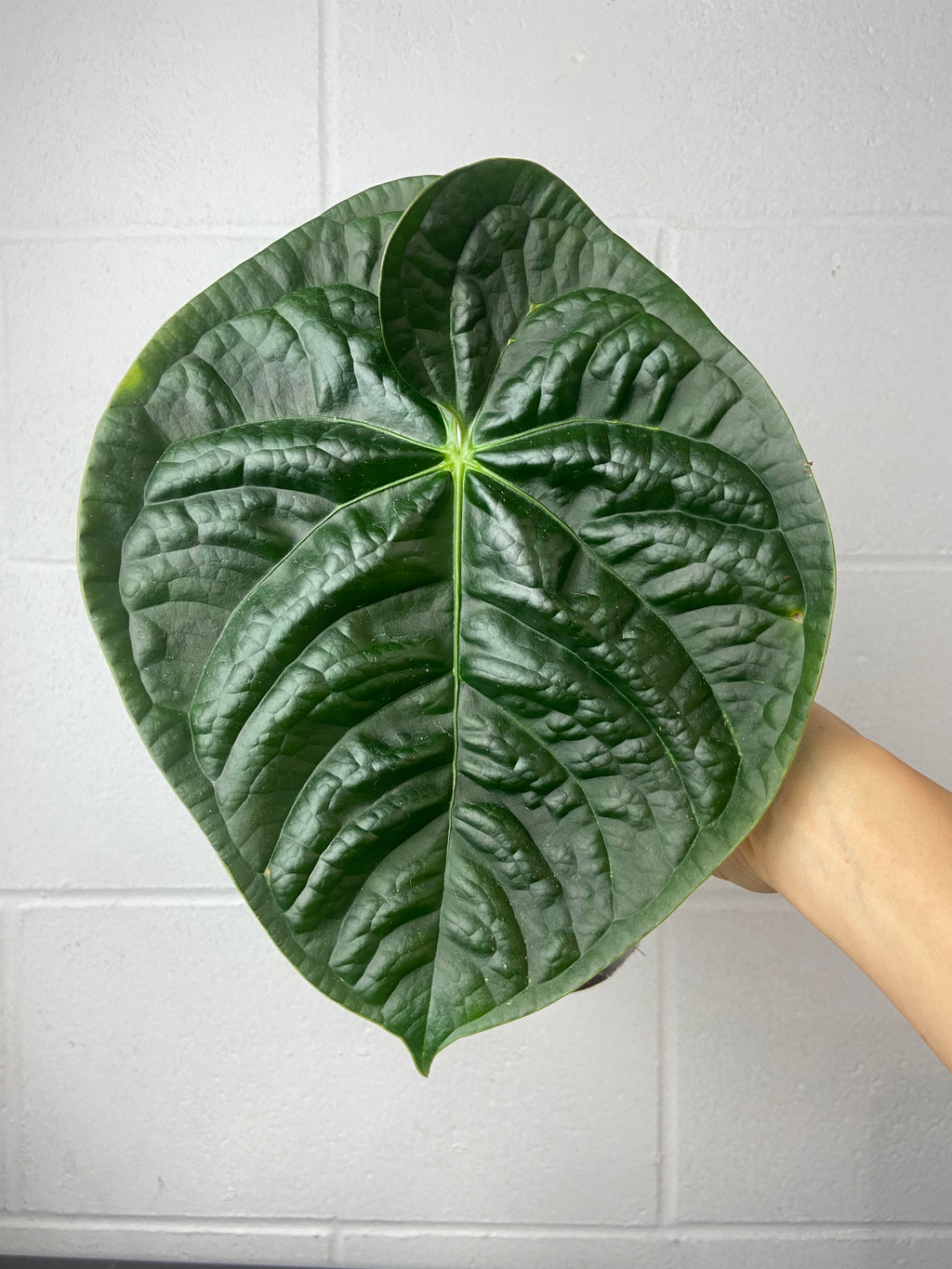B16-9513- anthurium Papi hybrid x luxurians
