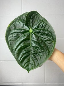 B16-9513- anthurium Papi hybrid x luxurians