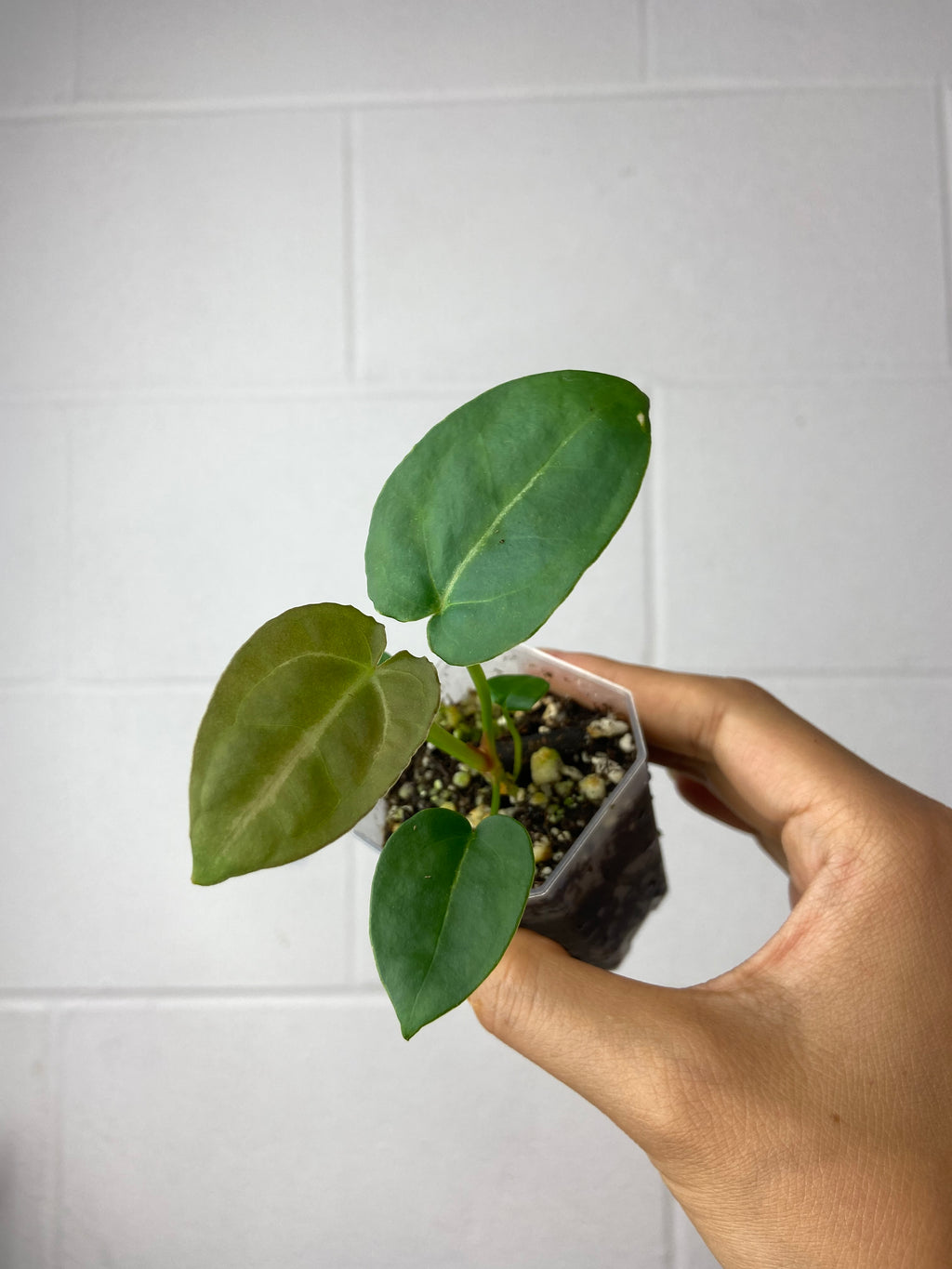 B7-9452- anthurium forgetii x SKG silver