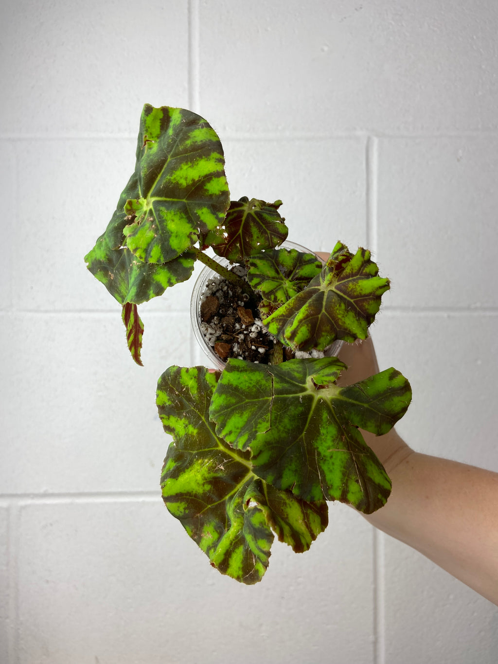 B2-9253- begonia Rex ‘zumba’
