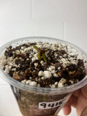 B10-9415- anthurium WUHOO NOID clone - chonk