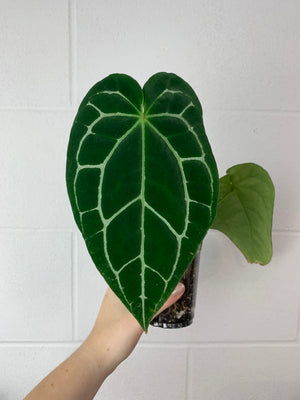 B32-4091-Anthurium crystallinum black