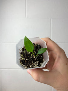 B3-9296- anthurium pallidiflorum seedling