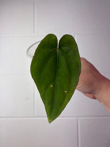 B59-1250-anthurium dressleri