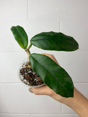 B79-0878-Hoya globulosa