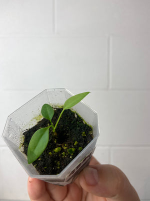 B8-9384- anthurium pallidiflorum seedling
