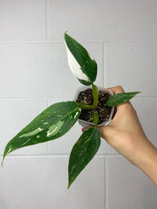 B55-6290- philodendron white wizard