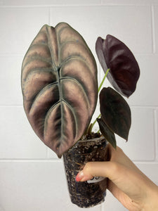 B83-0942- alocasia cuprea